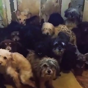 Шок из Тольятти: в квартире на Ленинградской живут или выживают 120 собак