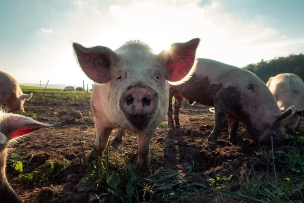 Первый очаг африканской чумы свиней найден в 2023 году в Самарской области