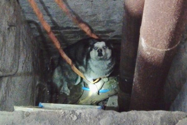 Опубликовано видео спасения собаки из колодца недостроенной заброшки в Самаре